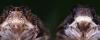 94228 – Photo : Anonyme – Espagne