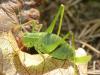 94039 – Photo : Eric Picollet – France (73)