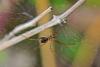 94471 – Photo : Josselyne Bayle – France (33)