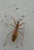 94395 – Photo : Patrick Le Mao – France (22)