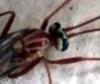 Ophion sp.