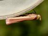 94983 – Photo : Vincent VALLI – France (31)