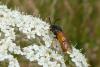 94530 – Photo : Patrick Le Mao – France (35)