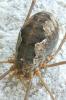 94775 – Photo : Patrick Le Mao – France (22)