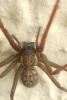 Tegenaria sp.