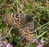 94397 – Photo : Guillaume Chorgnon – France (07)