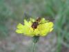 94558 – Photo : Crevette76 – France (48)