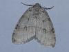 94043 – Photo : Dominique THAUVIN – France (45)