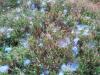 94331 – Photo : Gerard VIGO – France (60)