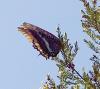 Charaxes jasius