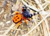 94923 – Photo : Patrick Decreus – France (20)