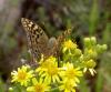 94692 – Photo : Patrick Decreus – France (20)