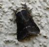 94825 – Photo : B. Bal – France (74)
