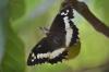 94368 – Photo : Olivier Douard – France (30)