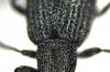 94535 – Photo : Patrick Deyroze – France (64)