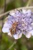 94889 – Photo : Jean Maurette – France (09)