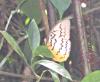 94588 – Photo : Alain BLED – Malaisie