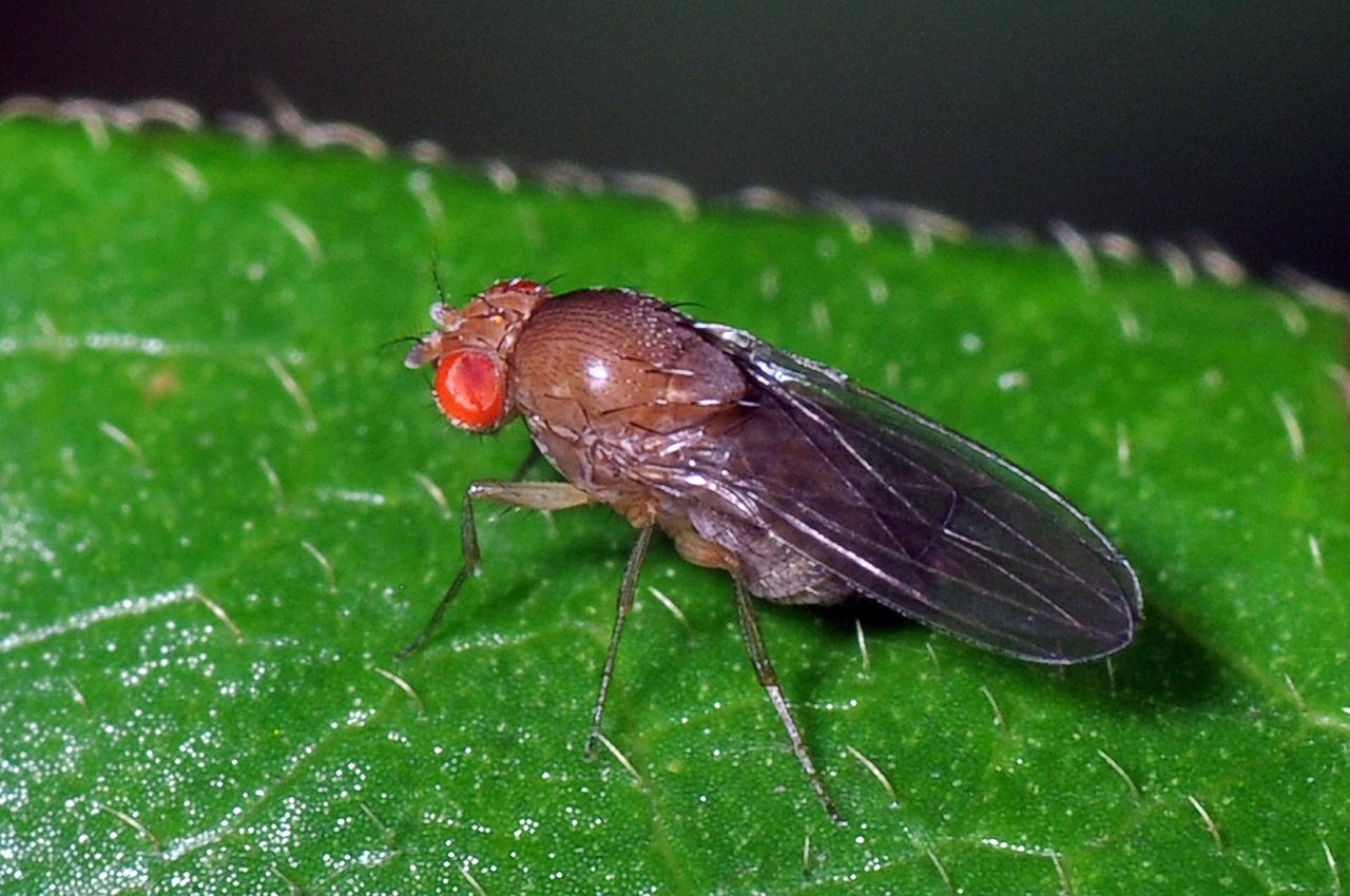 Christophe Quintin - Drosophila sp. - réf. 94231 (1280 x 850 pixels, 196 ko)