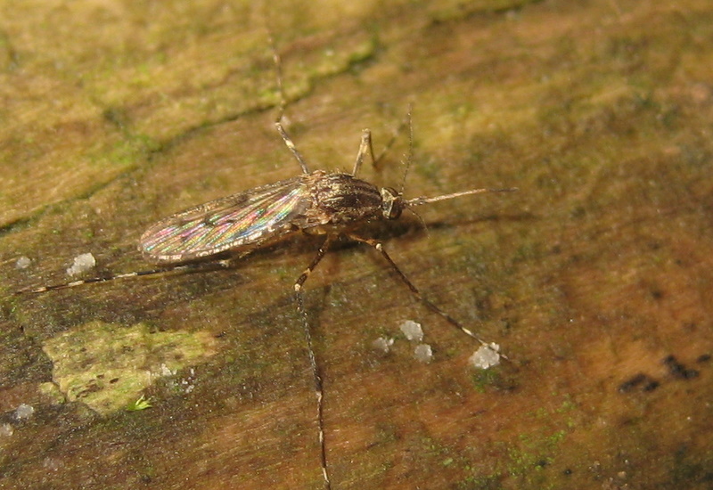 clovis - Culiseta (Culiseta) annulata - réf. 94500 (800 x 550 pixels, 185 ko)