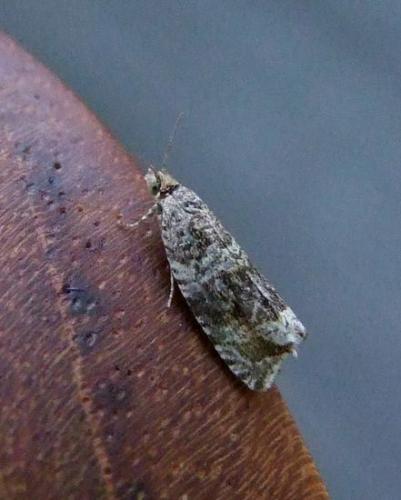 Réf. 95 342 : Orthotaenia undulana