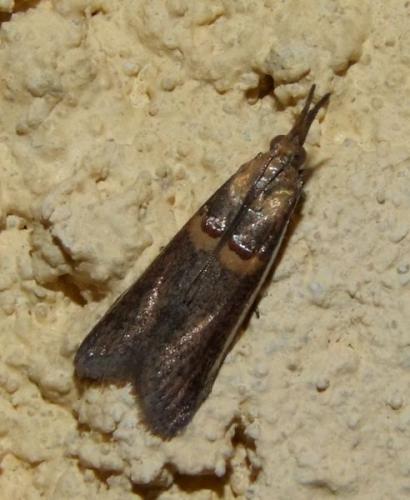 Réf. 95 001 : Etiella zinckenella