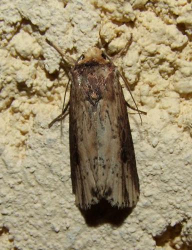Réf. 95 353 : Axylia putris