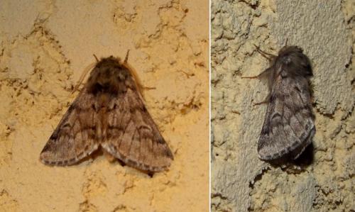 Thaumetopoea pityocampa