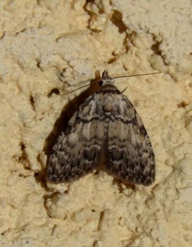 Meganola strigula