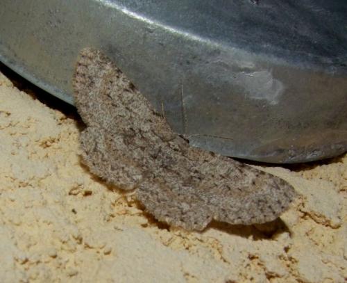 Réf. 95 375 : Hypomecis punctinalis