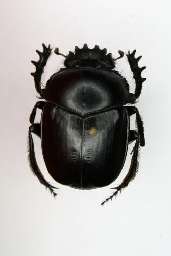 Scarabaeus zagrosensis