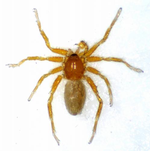 Oonopinus angustatus