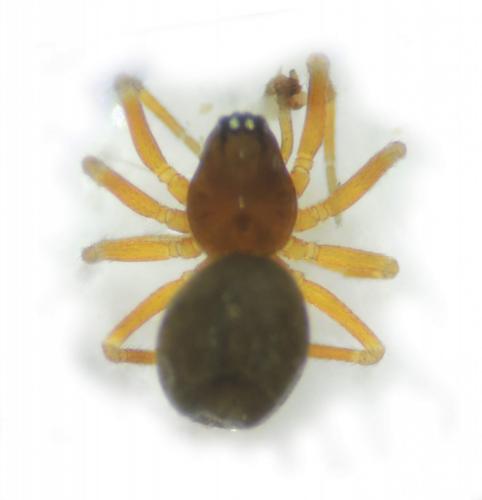 Microctenonyx subitaneus