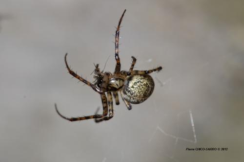 Réf. 95 458 : Metellina merianae