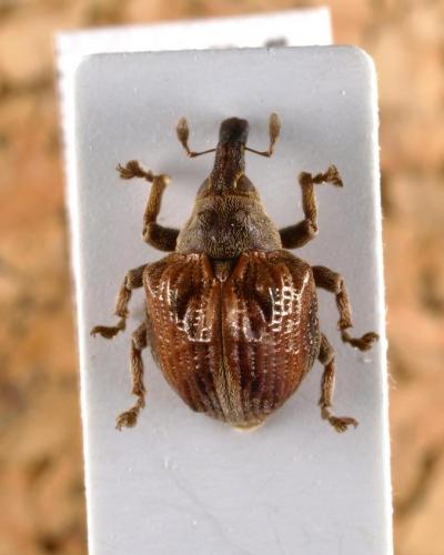 Omophorus indispositus