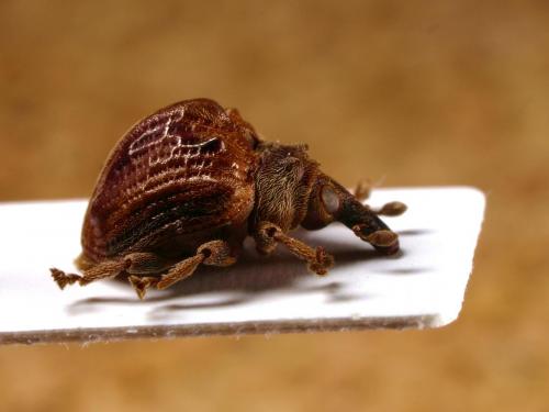 Omophorus indispositus