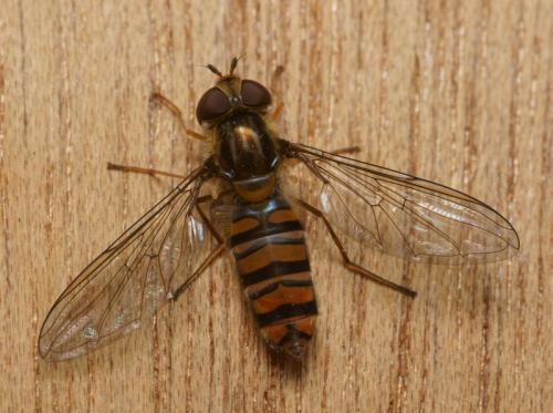 Episyrphus balteatus