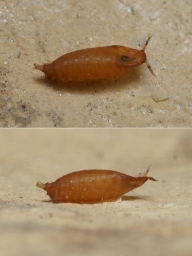 Réf. 95 072 : Drosophila sp.