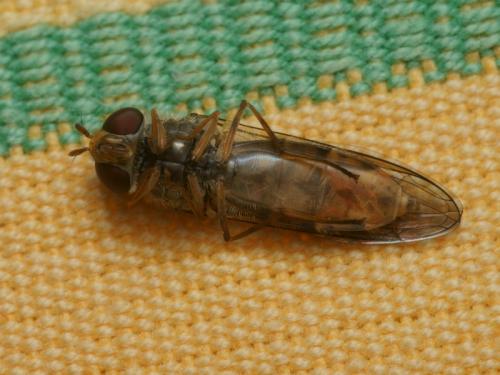 Episyrphus balteatus