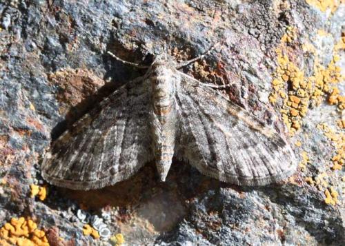 Eupithecia orphnata
