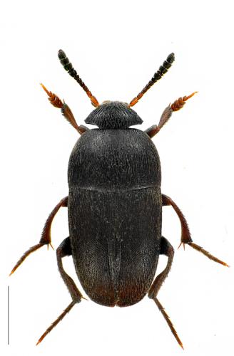 Réf. 95 202 : Ptomaphagus subvillosus