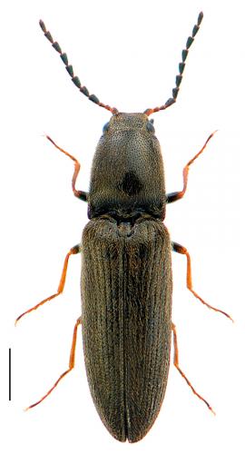 Réf. 95 434 : Nothodes parvulus