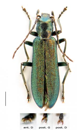 Réf. 95 507 : Ischnomera cyanea