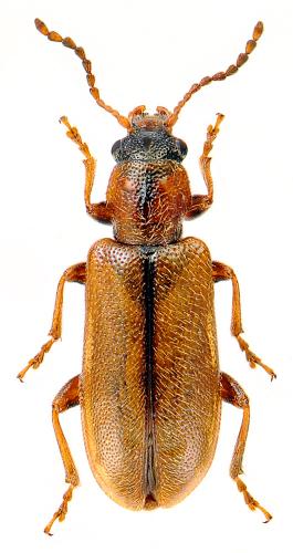 Orsodacne humeralis