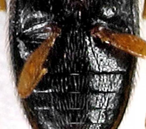 Melanophthalma sp.