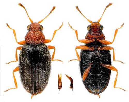 Melanophthalma sp.
