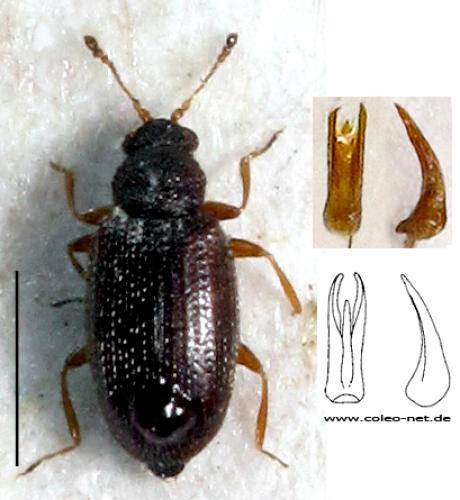 Melanophthalma maura