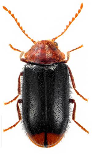 Ochina latreillii