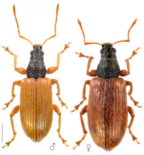 Réf. 95 726 : Phyllobius oblongus