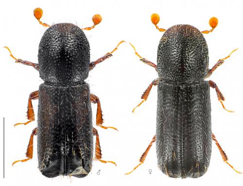 Réf. 95 244 : Xylocleptes bispinus