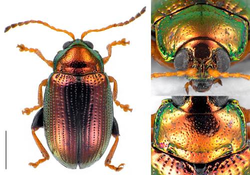 Crepidodera sp.